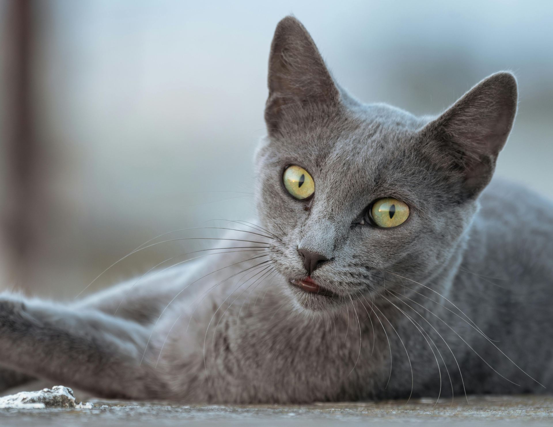 Russian Blue Kitten kitten available in Adilabad