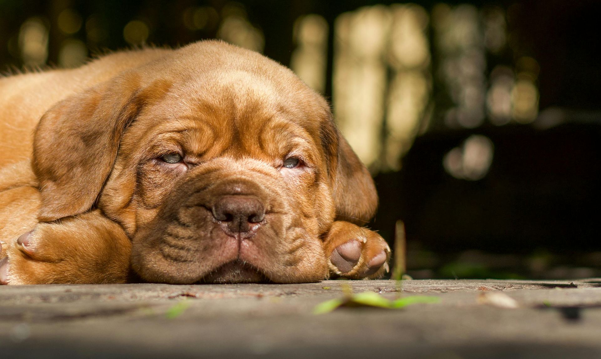 French Mastiff Puppy