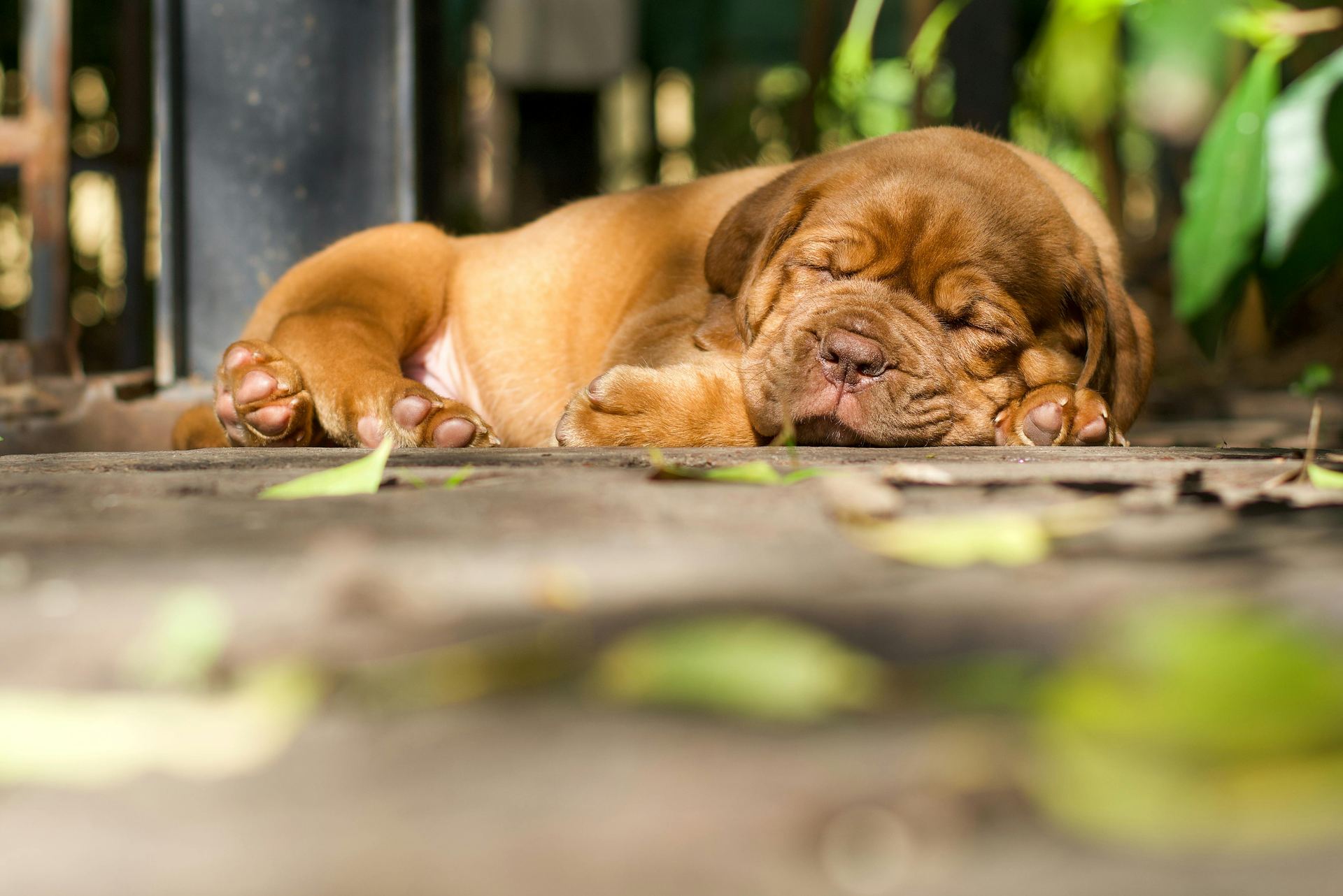 French Mastiff Puppy available in Krishna