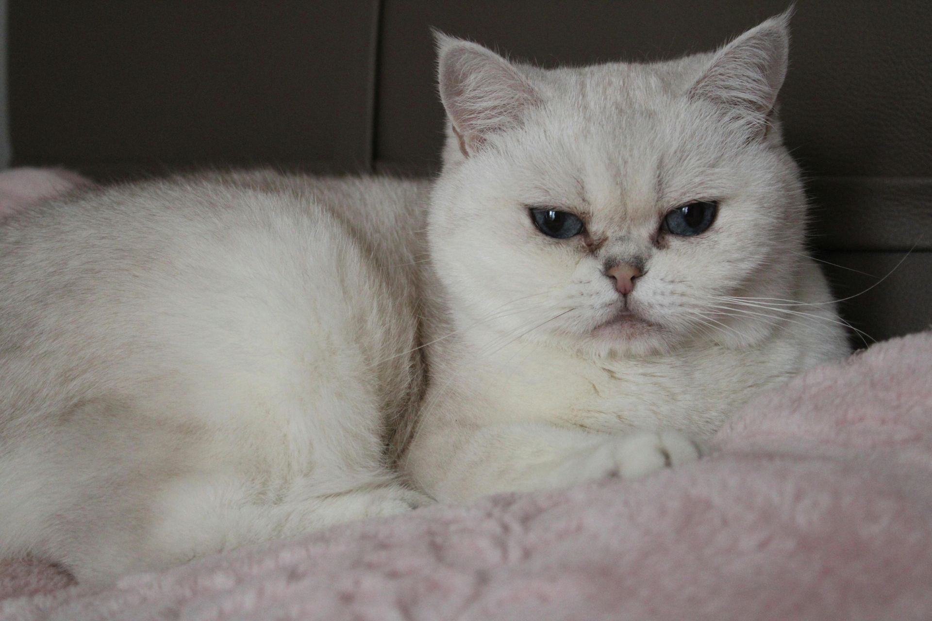 Buy Exotic Short Hair Kittens in Adilabad