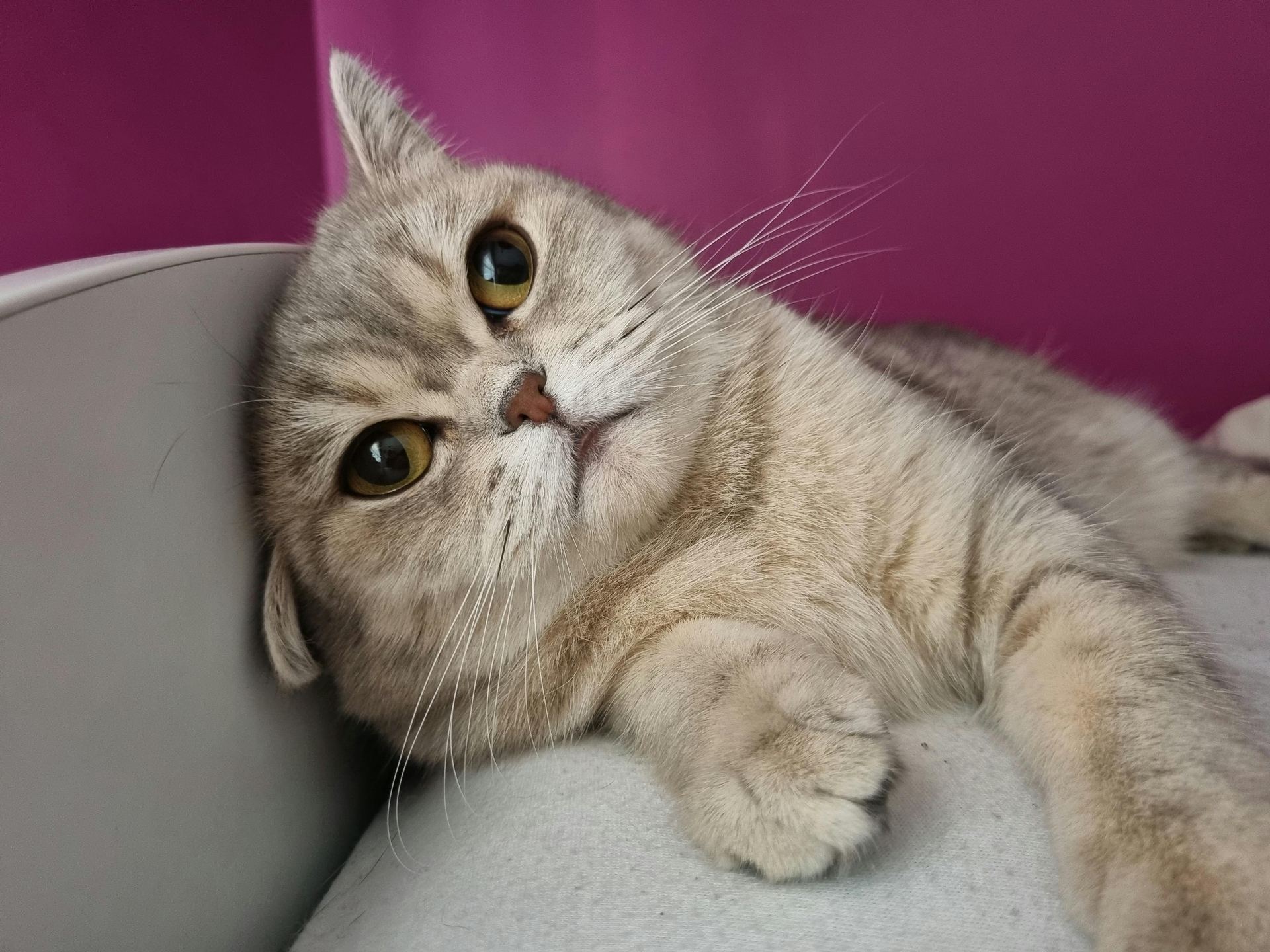 Scottish Fold | Chincila Variations cat in Adilabad