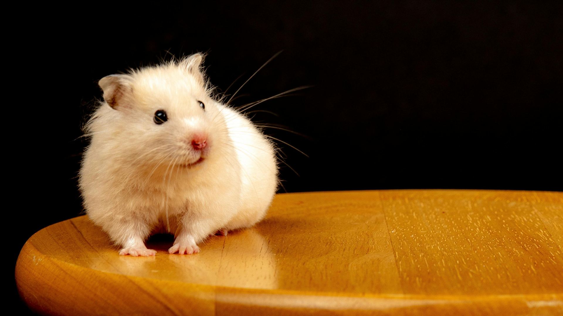 Hamsters small pet in Eluru