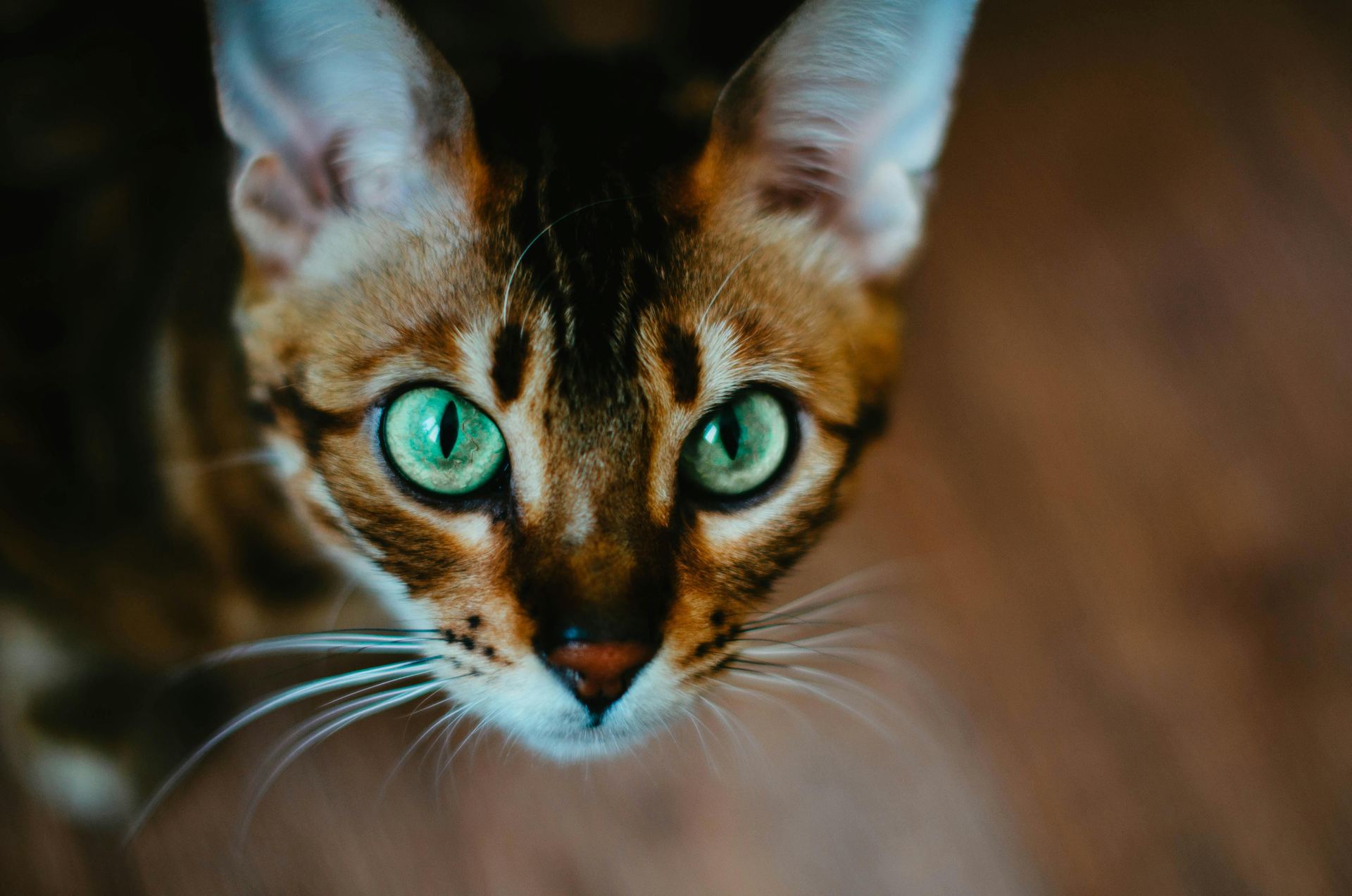 Buy Bengal Kittens in Adilabad