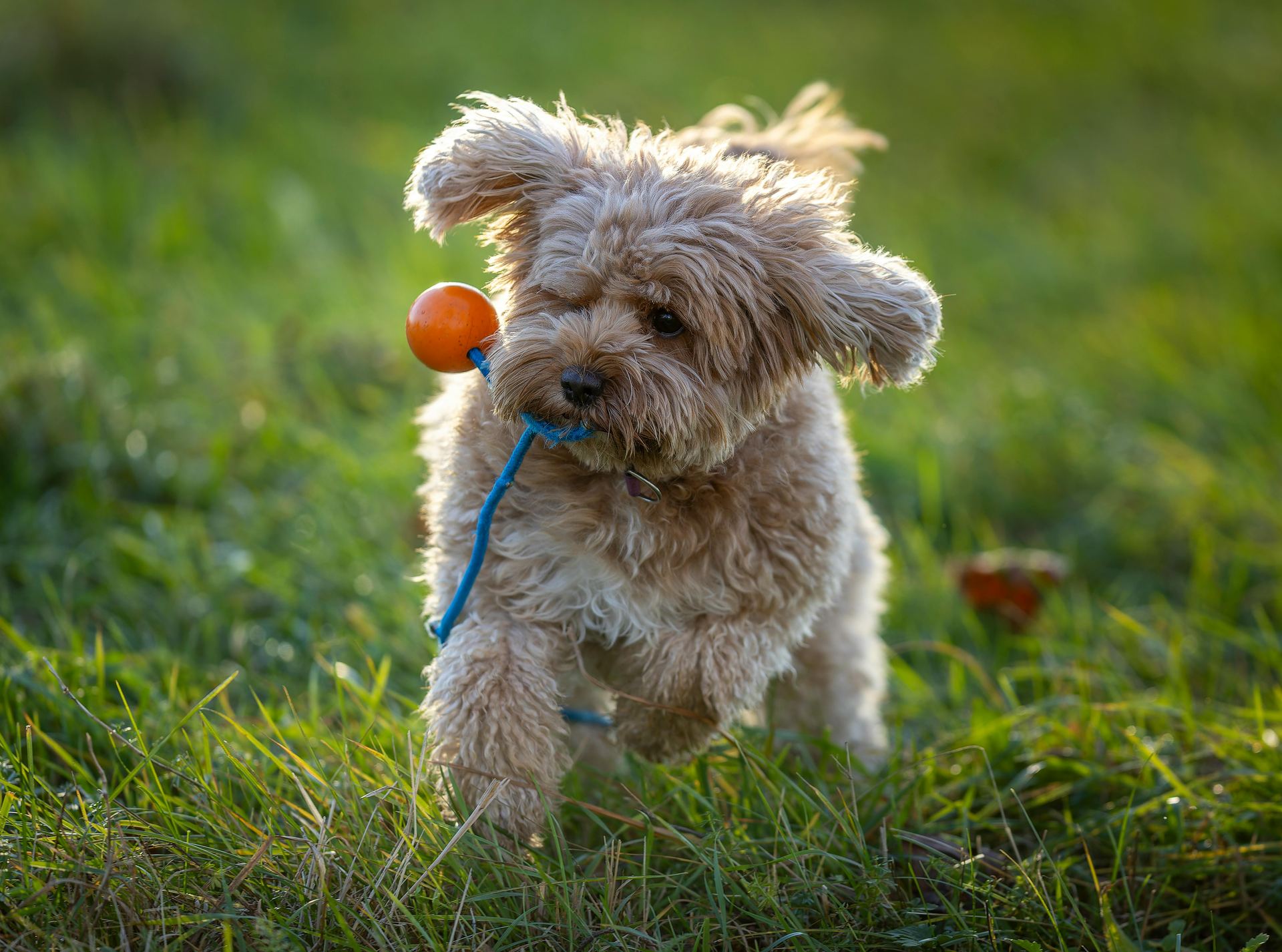 Maltipoo Puppy puppy in Bhavnagar