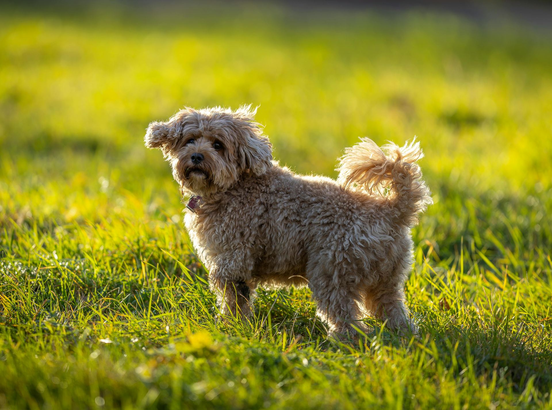 Maltipoo Puppy available in Bhavnagar