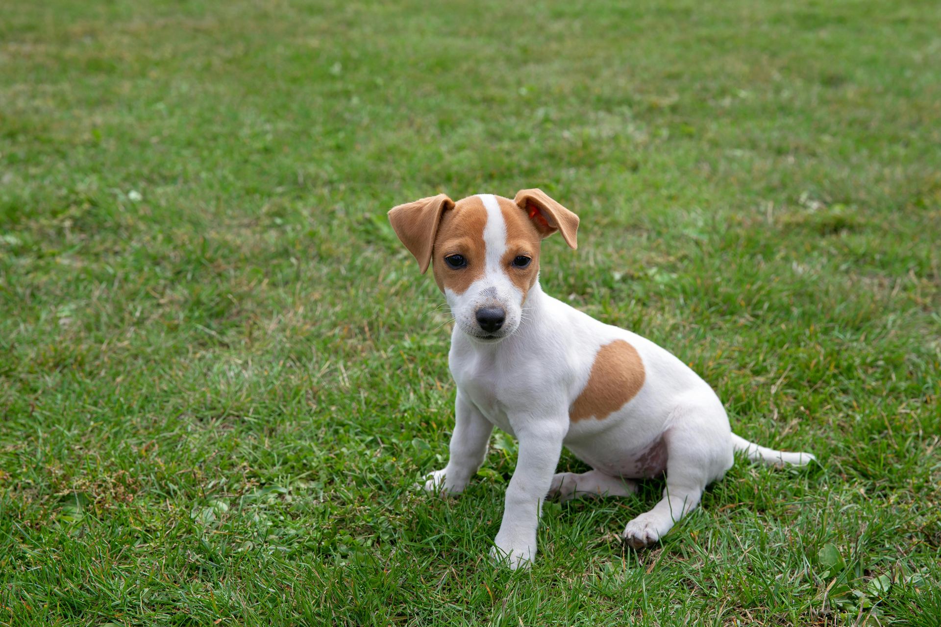 Jack Russell Terrier Puppy dog in Bhavnagar
