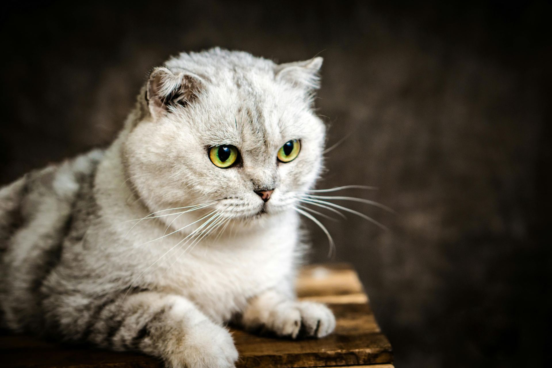 Buy Scottish Fold | Chincila Variations in Adilabad