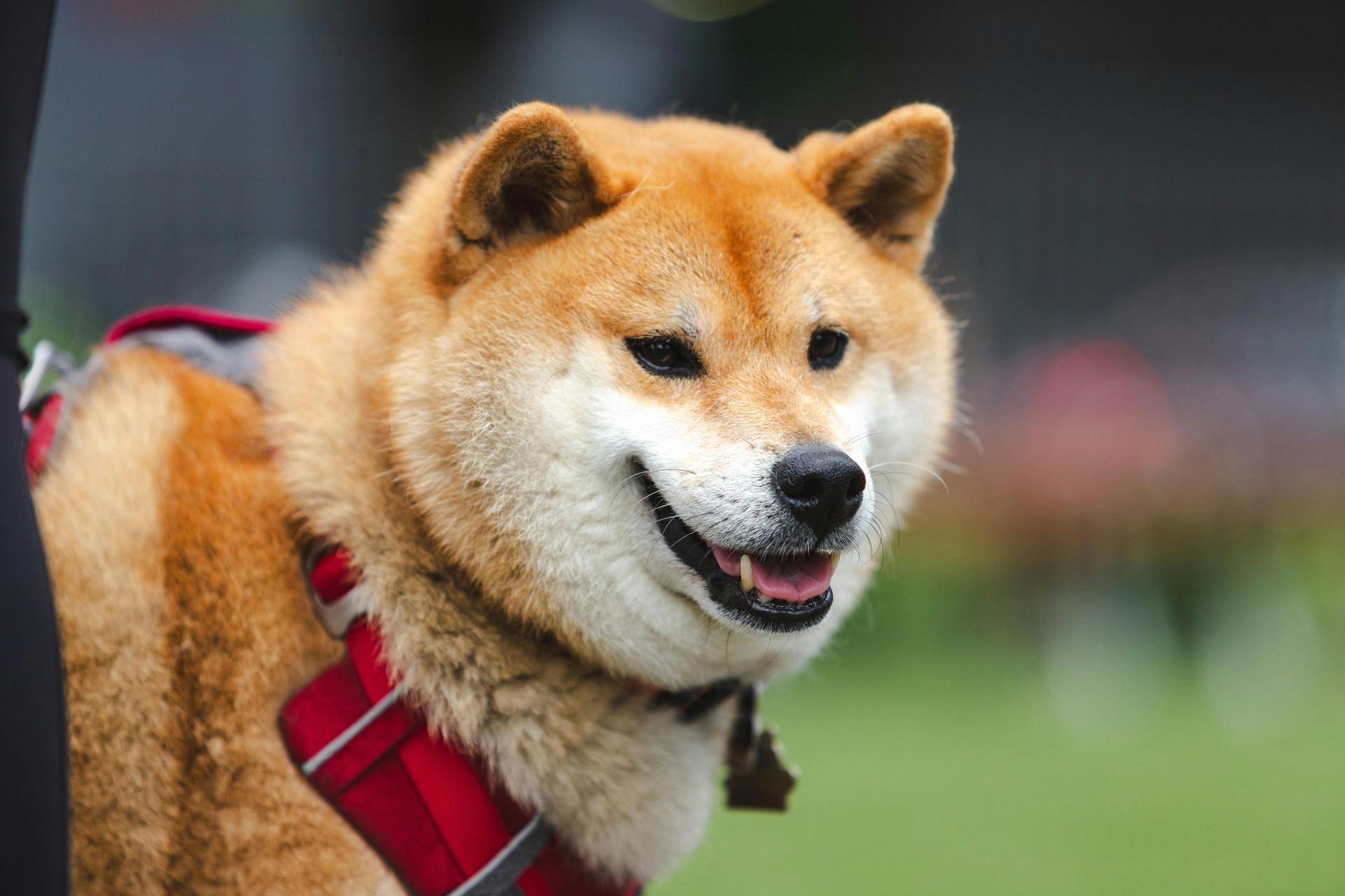 Akita Inu Puppy