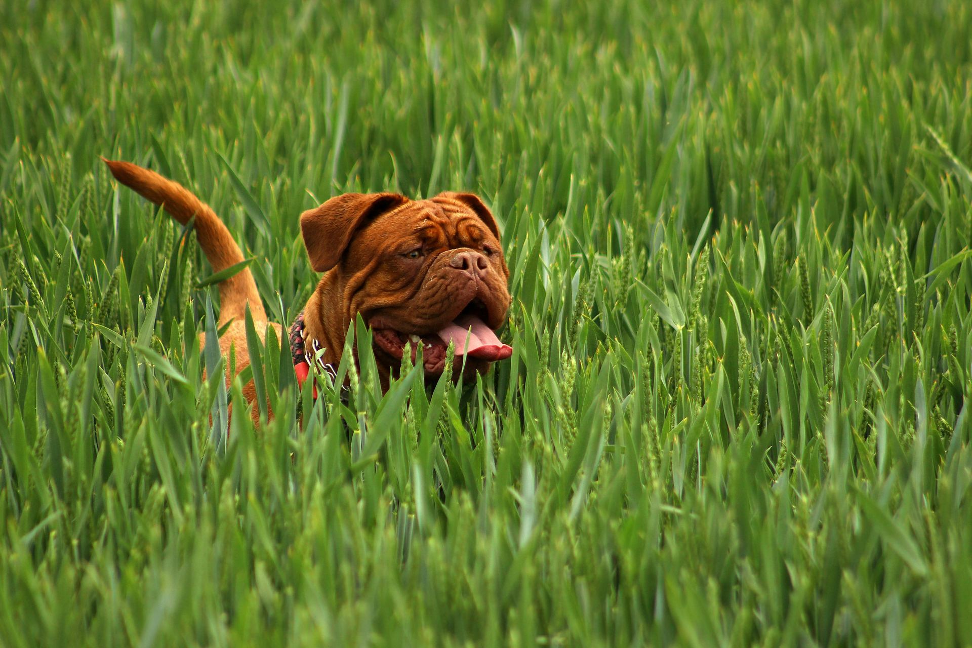 French Mastiff Puppy puppy in Krishna