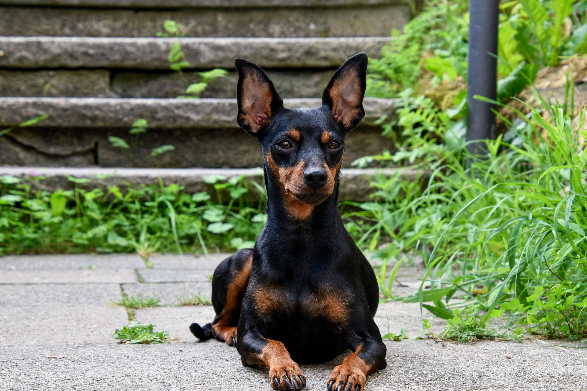 Miniature Pinscher Puppy for sale in Adilabad