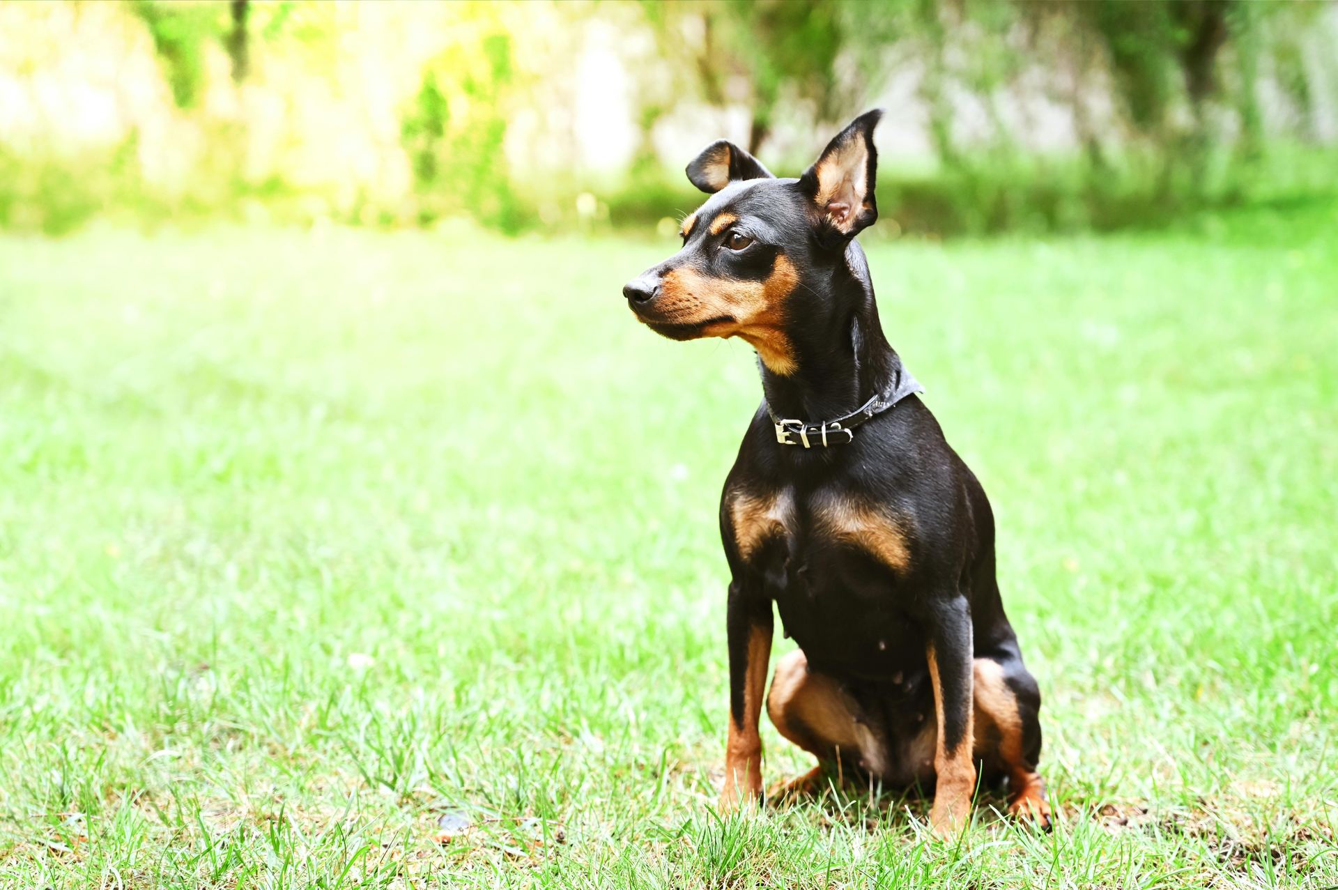 Miniature Pinscher Puppy puppy in Adilabad