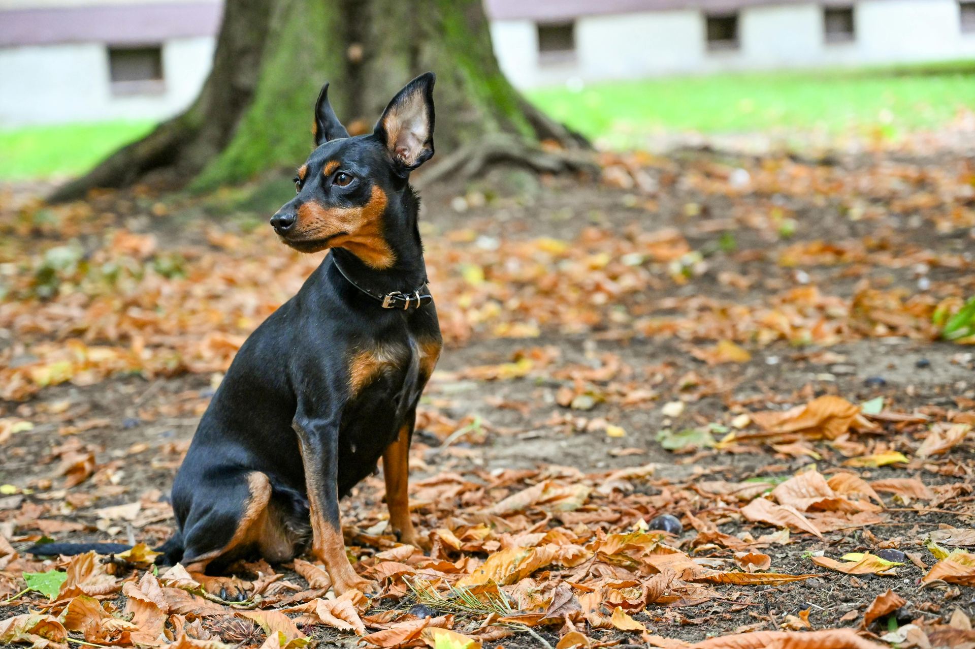 Miniature Pinscher Puppy available in Adilabad