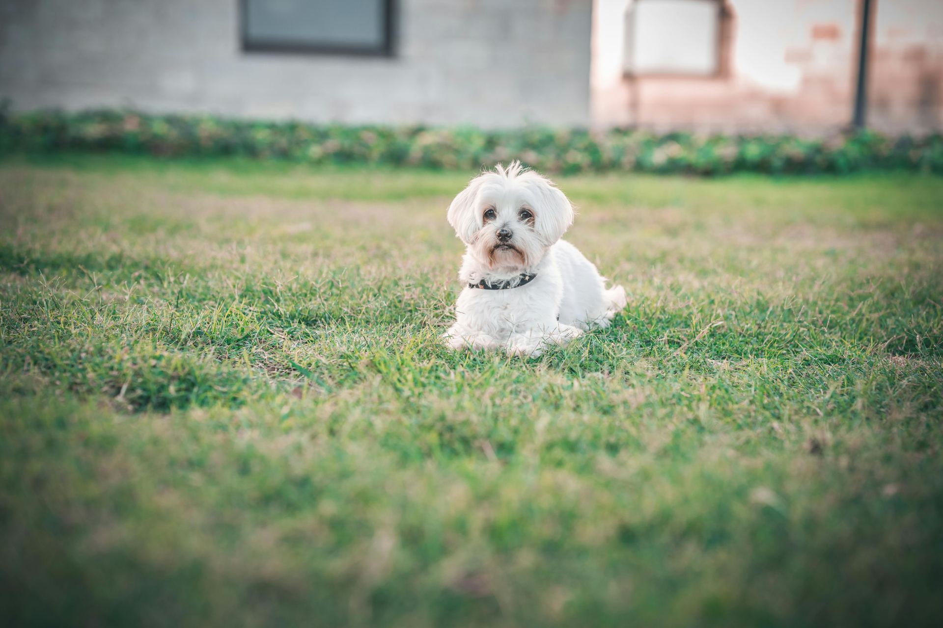 Maltese Puppy | White dog in Bhavnagar