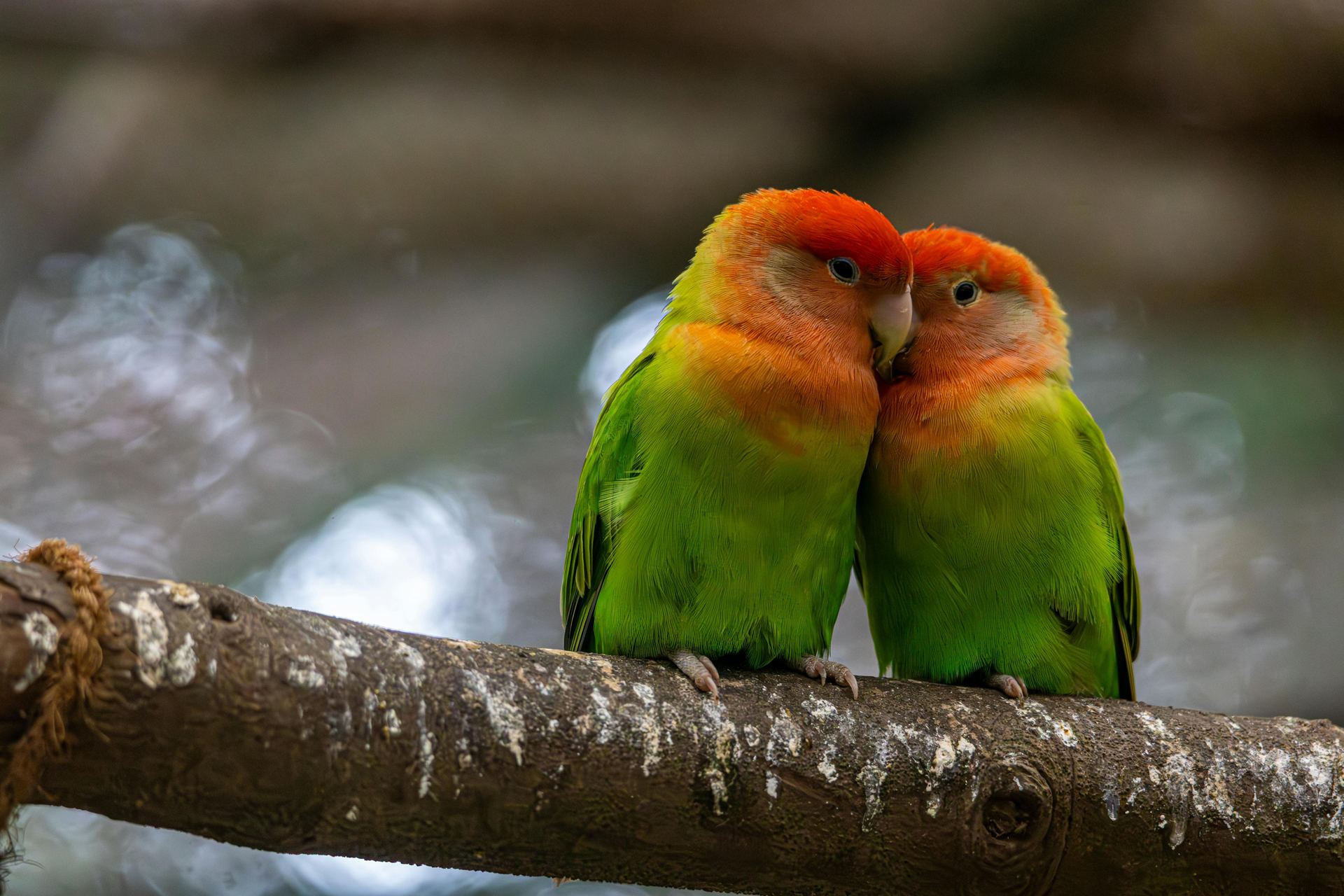 African Love Birds | Peach Face available in Sri Sathya Sai