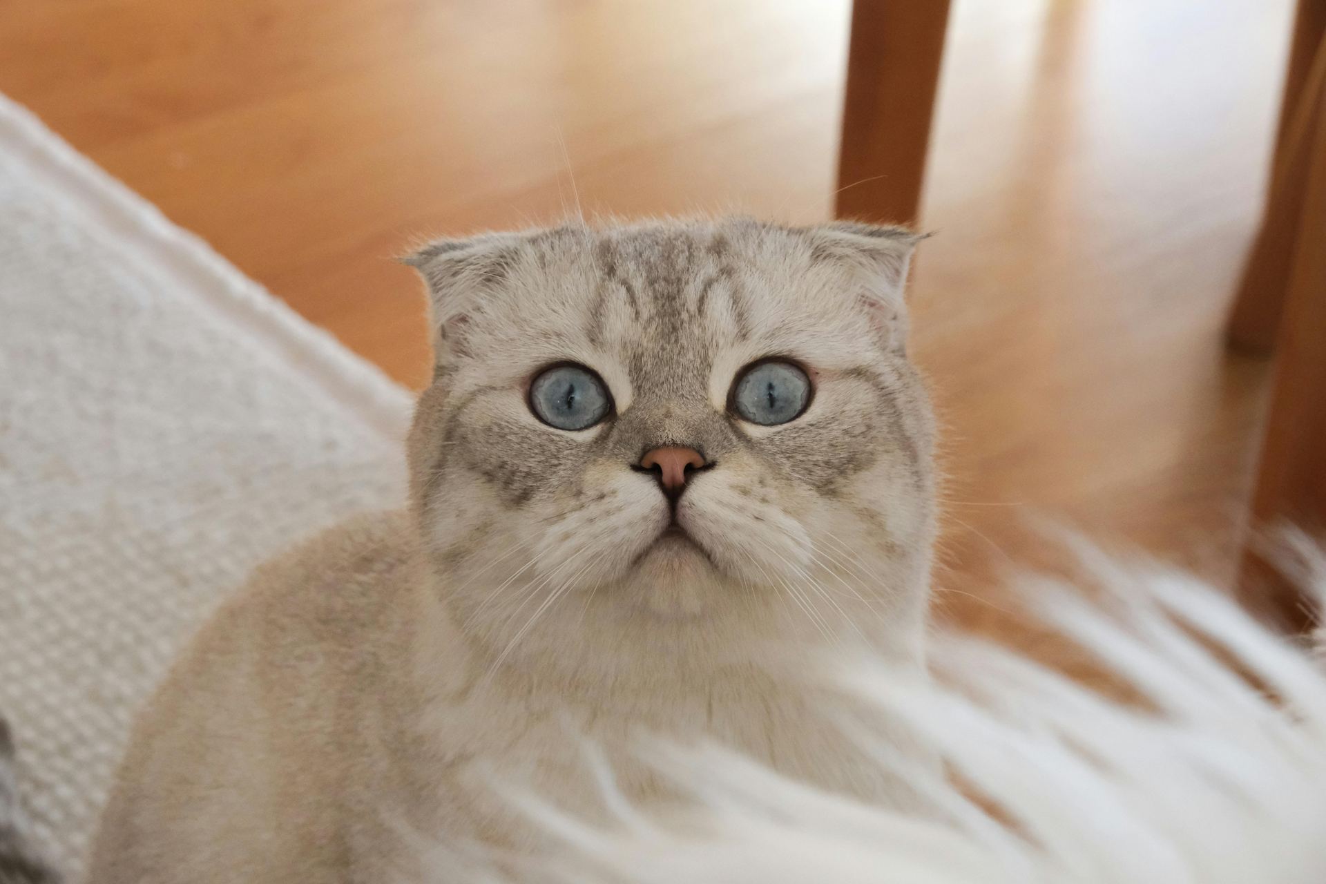 Scottish Fold | Chincila Variations kitten available in Adilabad