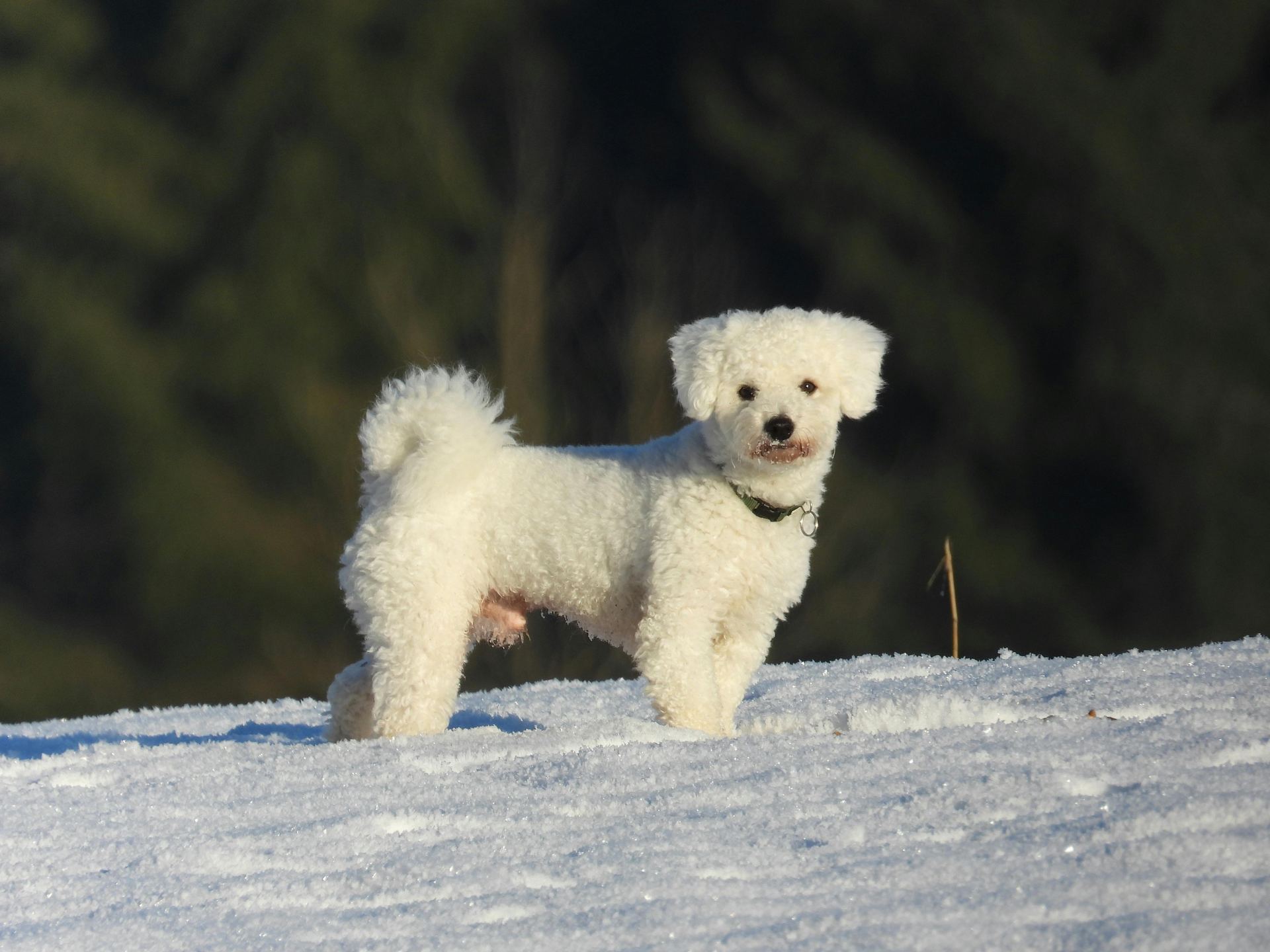 Bichon Frise Puppy dog in Adilabad