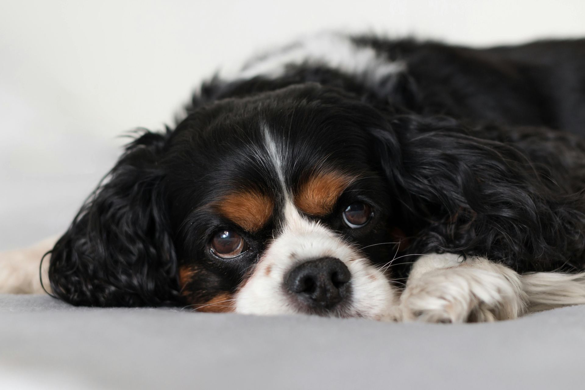 Cavalier King Charles Spaniel Puppy available in South West