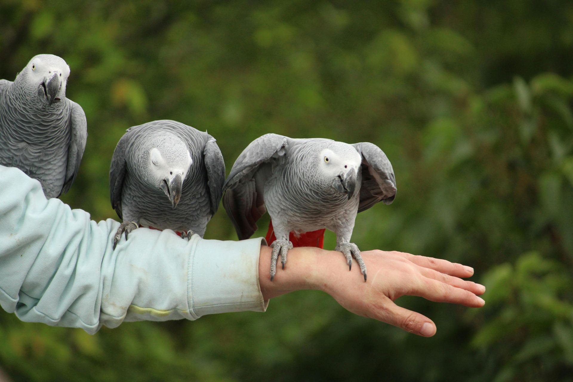 African Grey Parrot bird in Agar Malwa