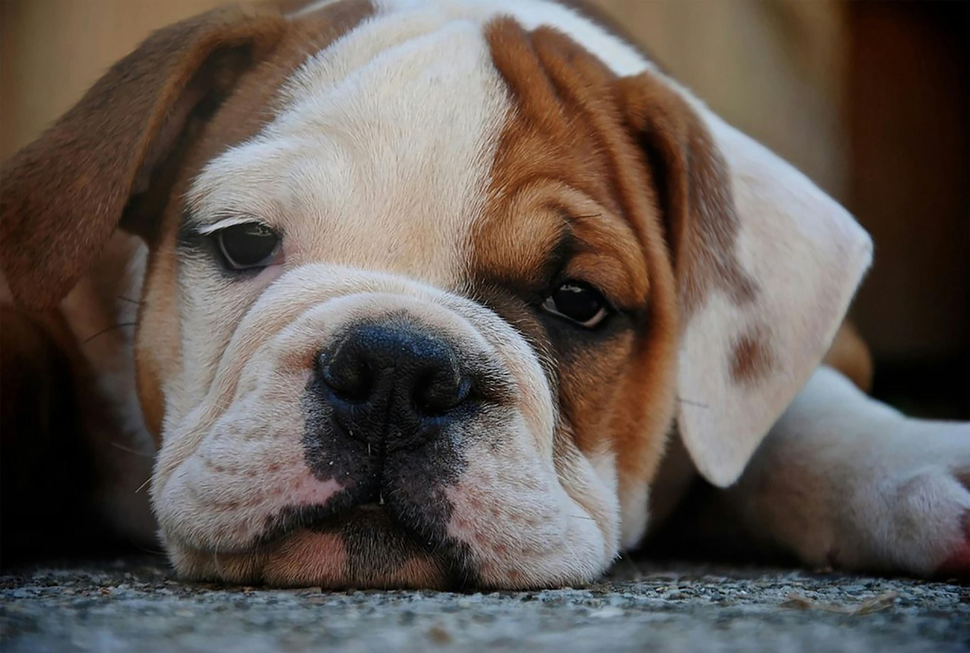 English Bull Dog Puppy