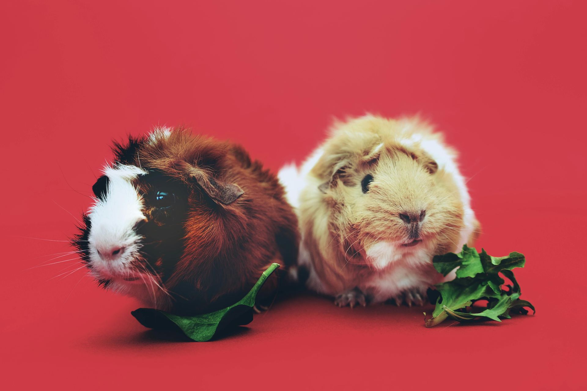 Guinea Pig Babies