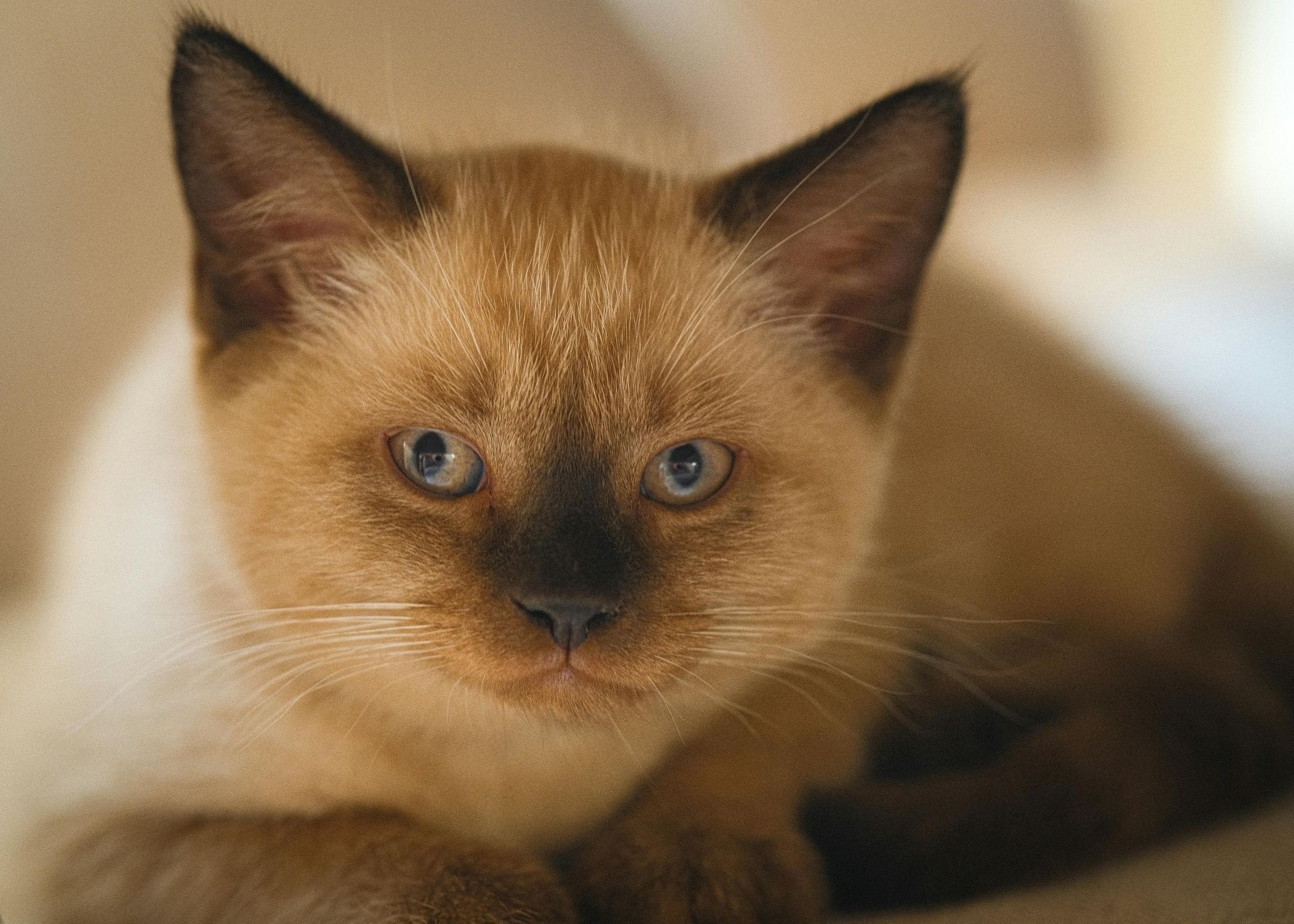 Siamese Kitten kitten available in Anakapalli