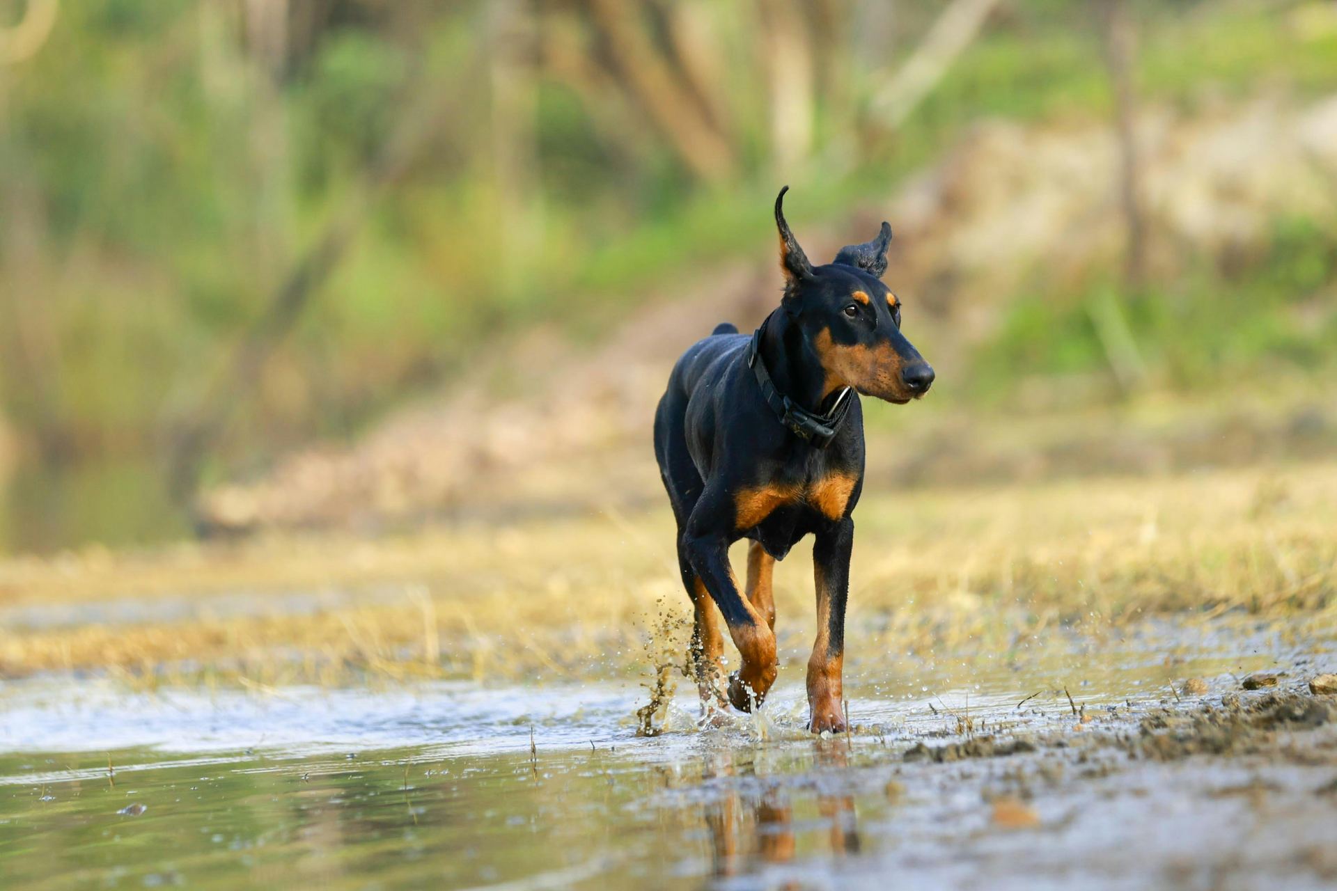Doberman Pinscher Puppy available in West