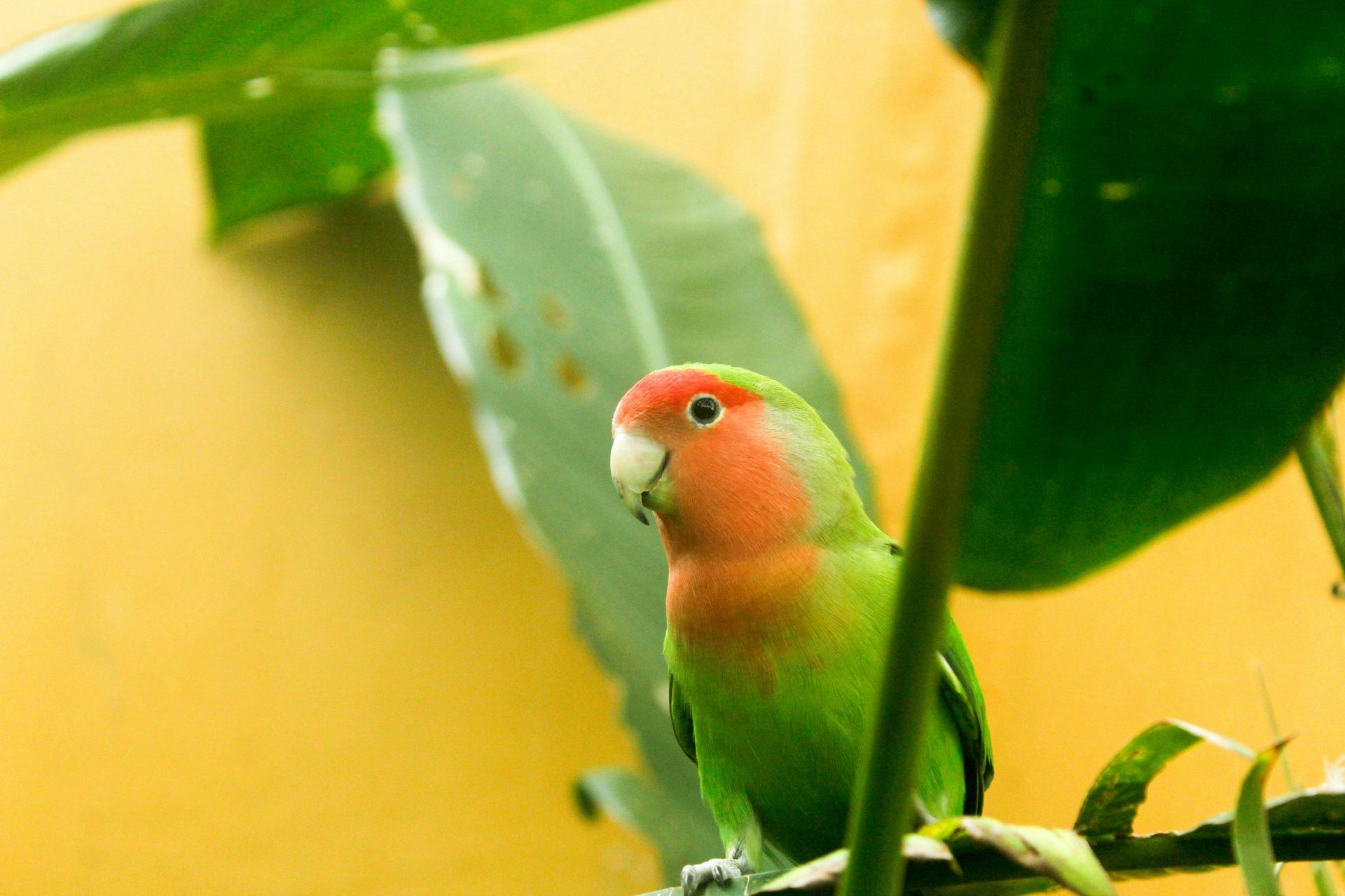 African Love Birds | Peach Face for sale in Sri Sathya Sai