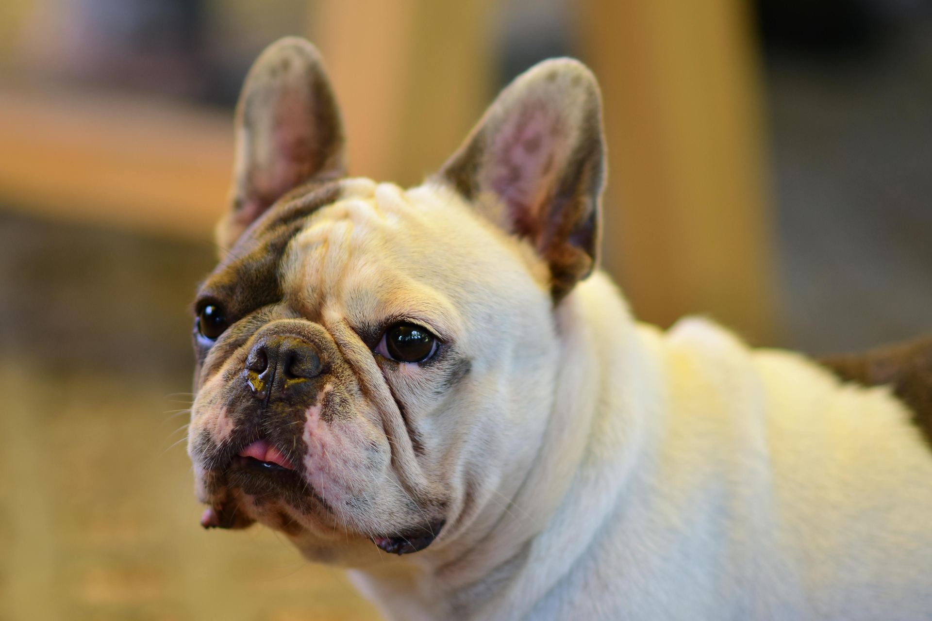 English Bull Dog Puppy puppy in West