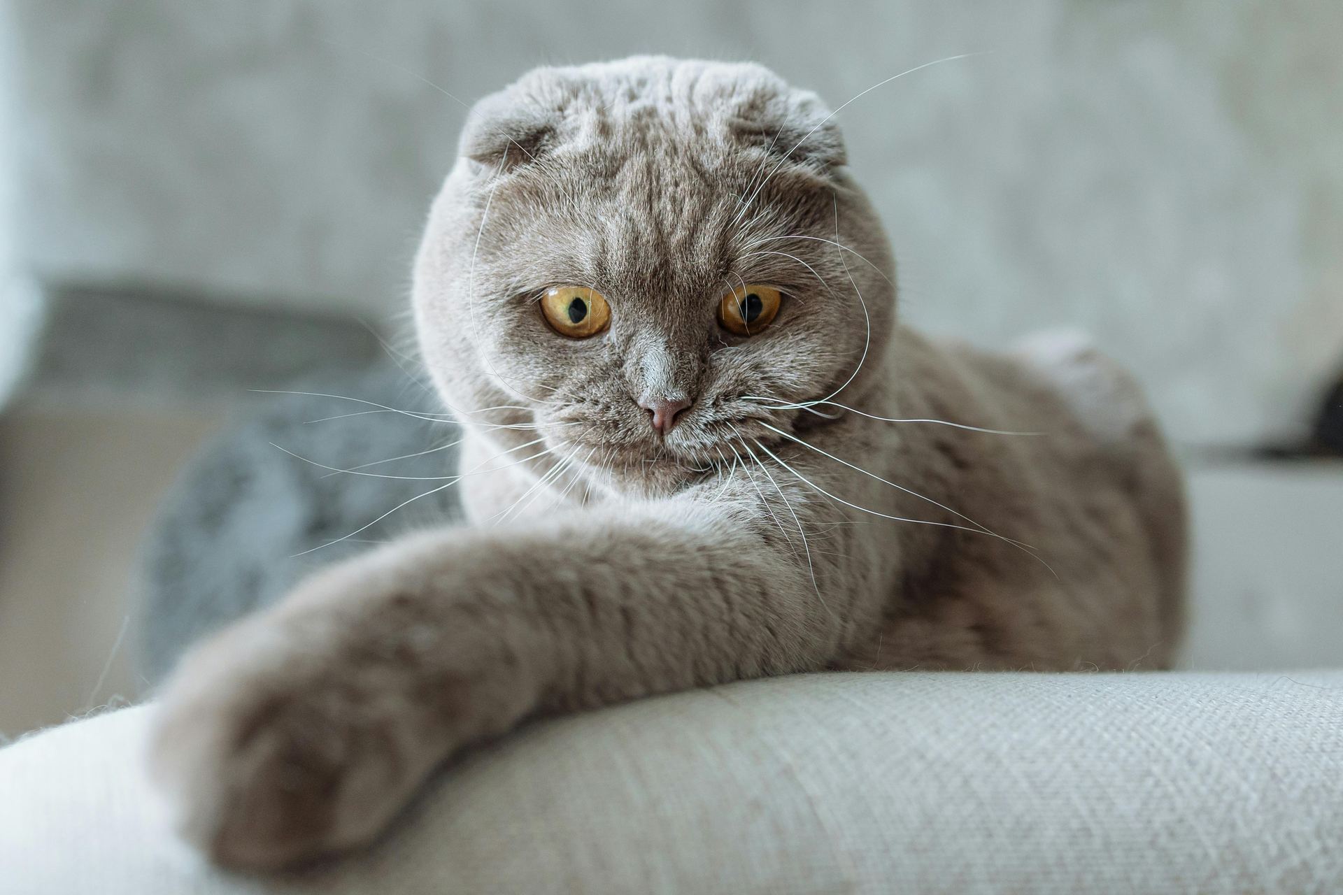 Scottish Fold Kitten | Standard Grey cat in Anakapalli