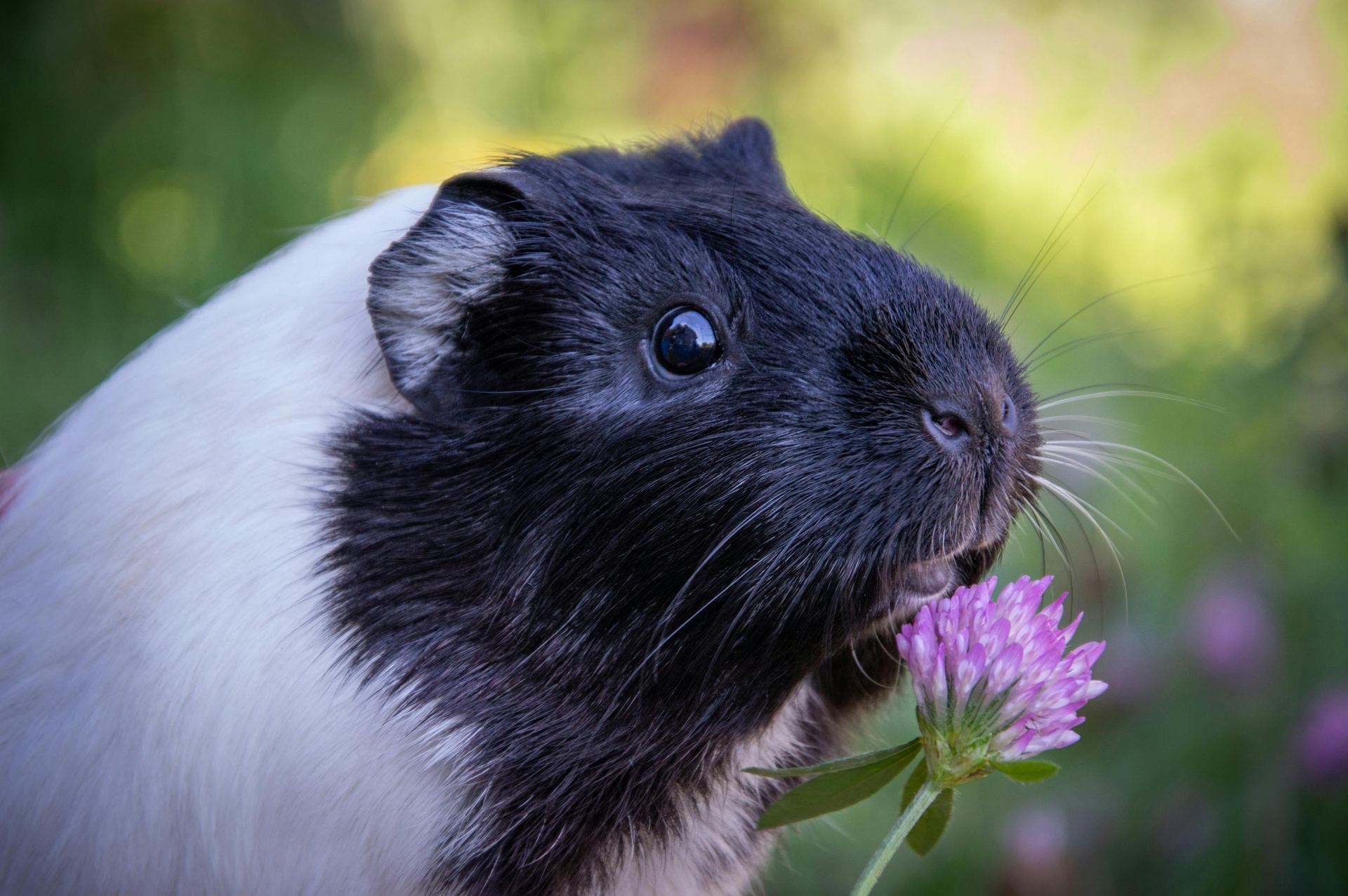 Guinea Pig Babies available in Anakapalli