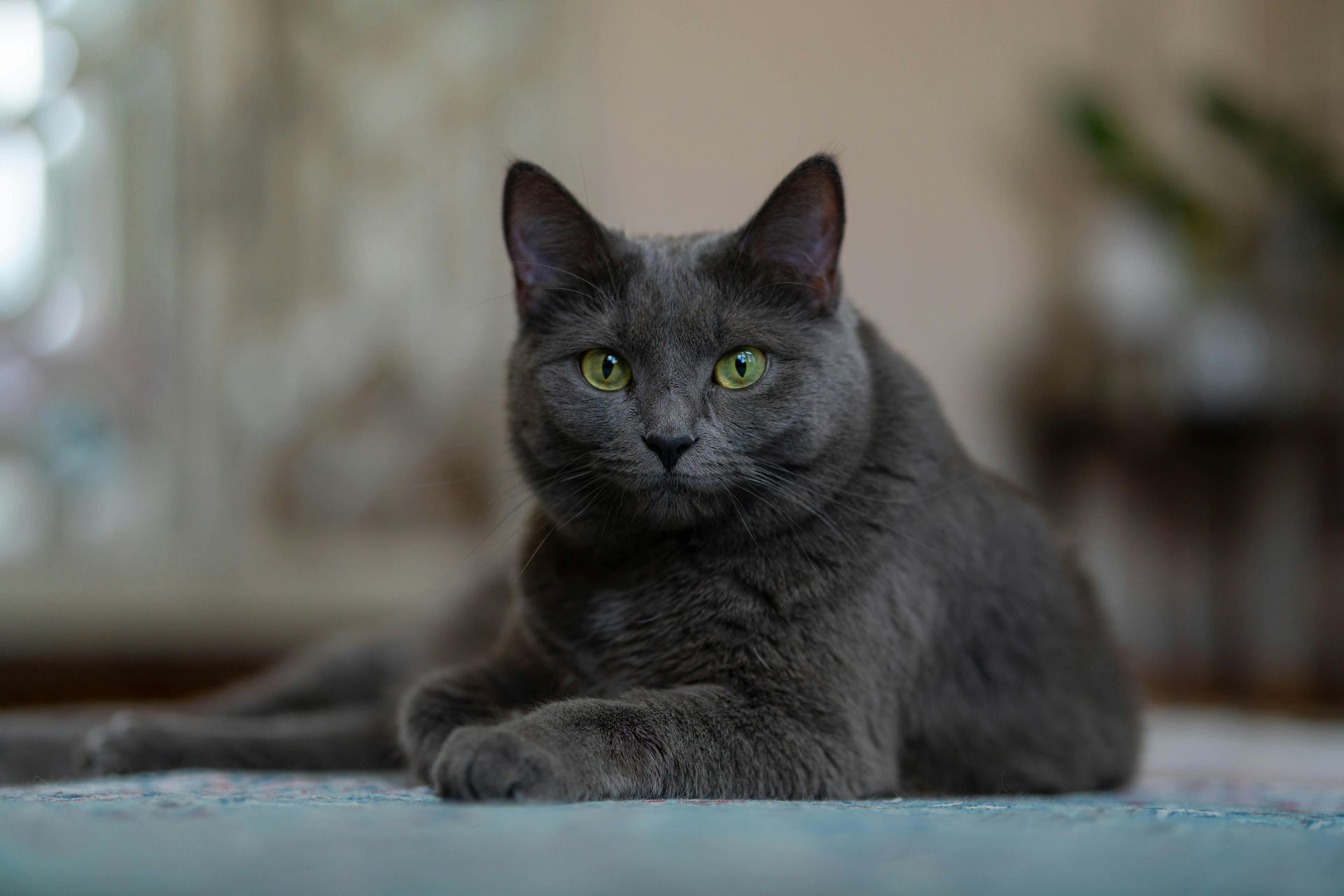 British Short Hair Kittens kitten available in Adilabad