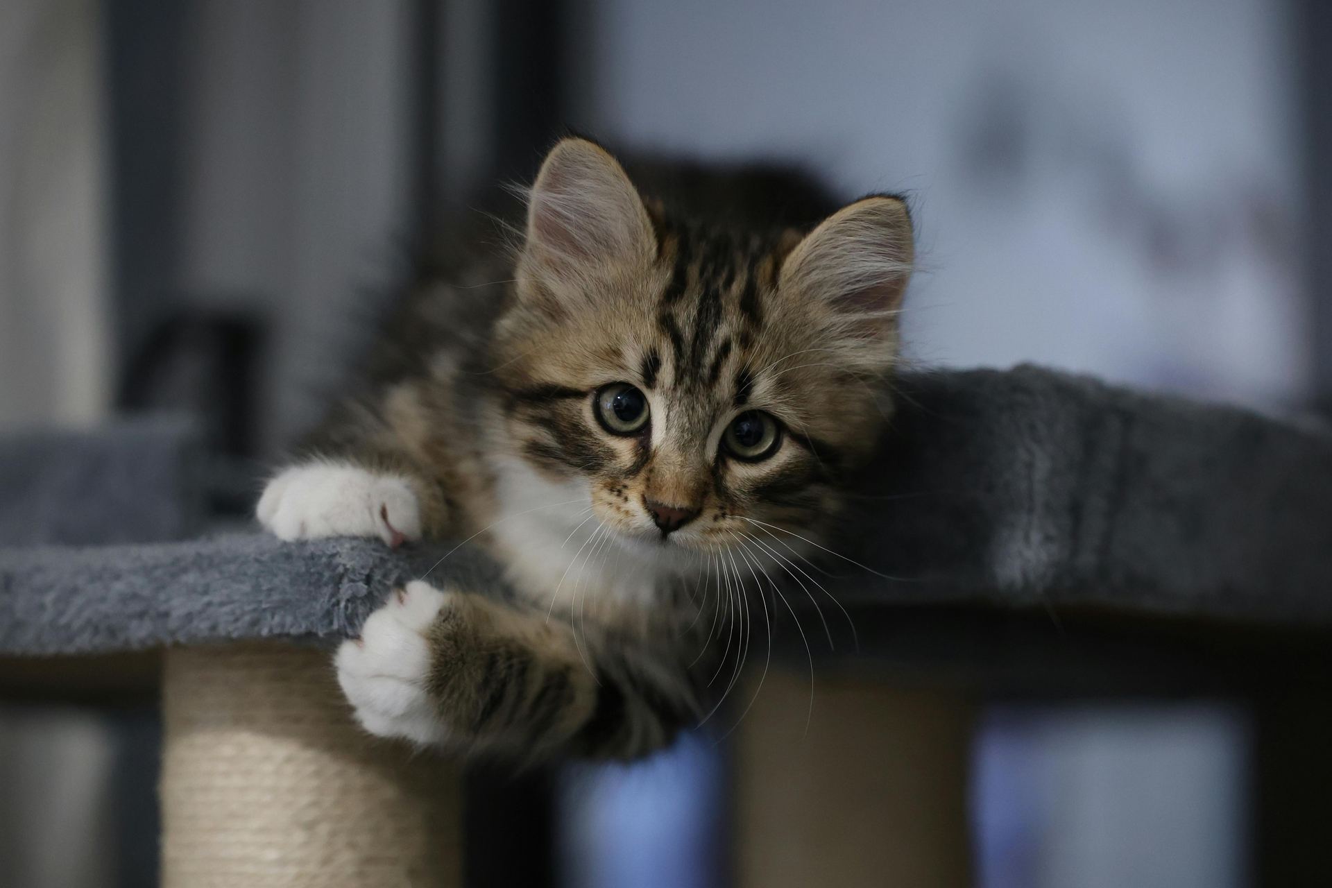 Siberian Kitten kitten available in Anakapalli