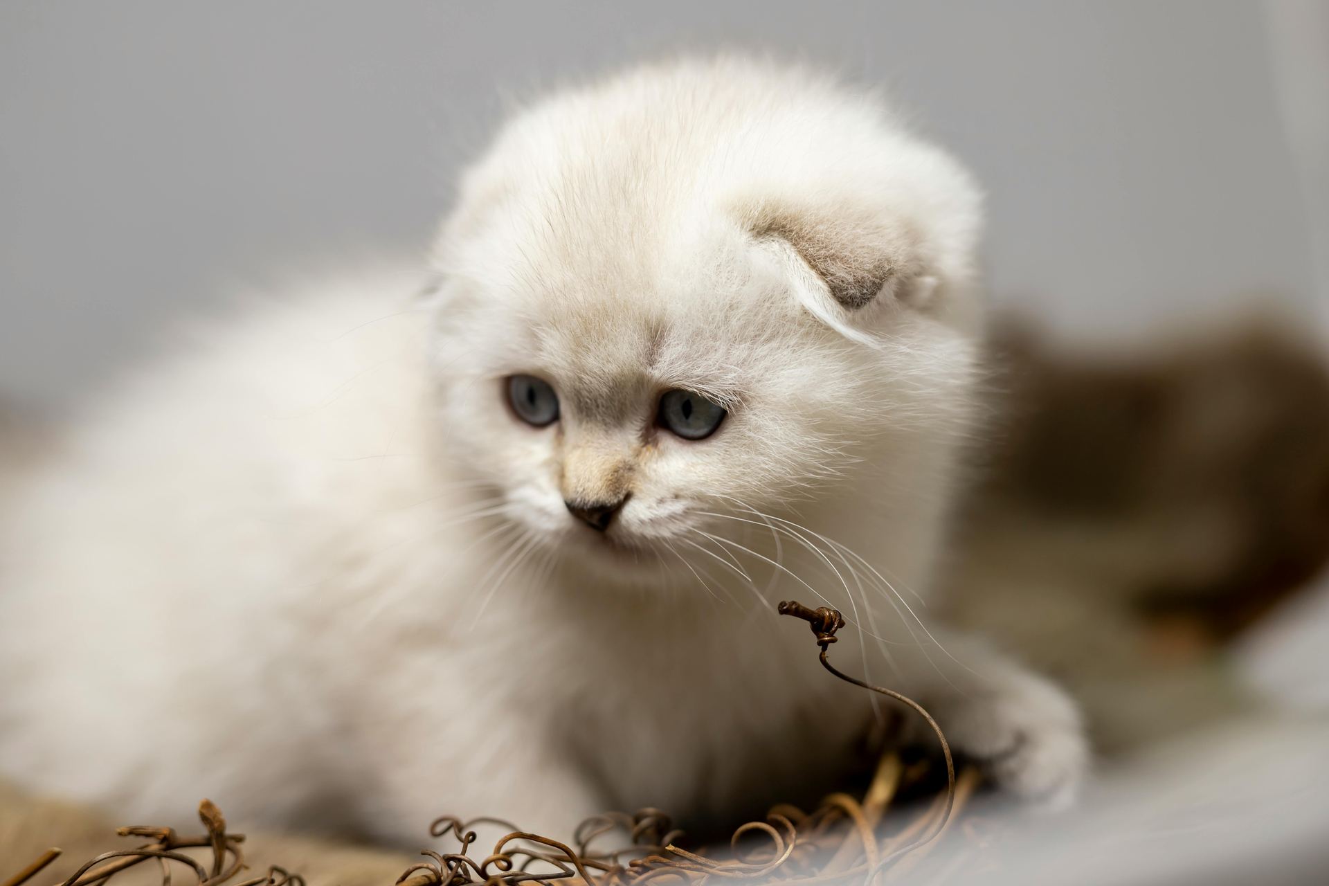 Scottish Fold | Chincila Variations