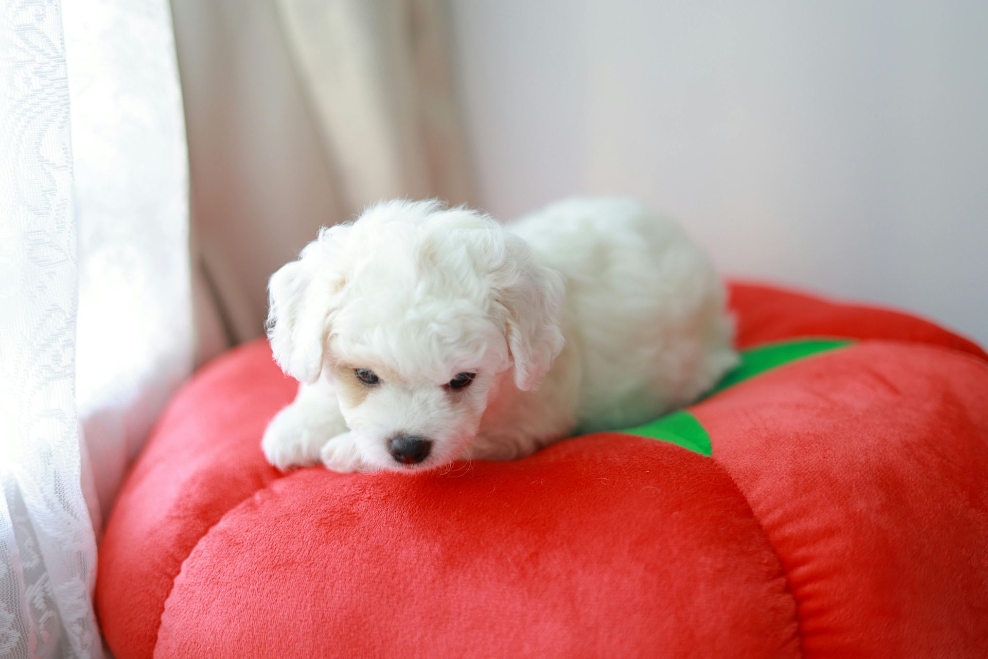 Bichon Frise Puppy available in Adilabad