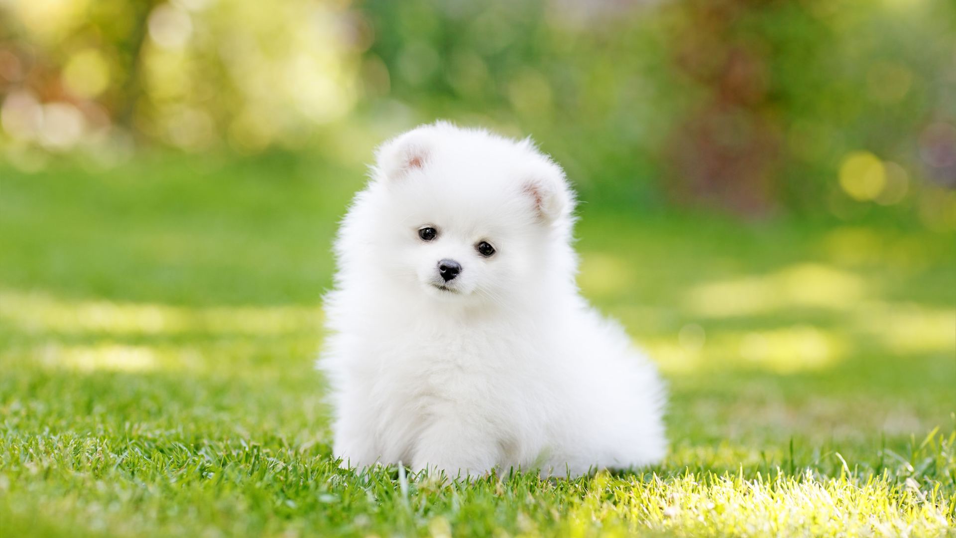 Orignal Toy Pom Puppy | Teacup Pom