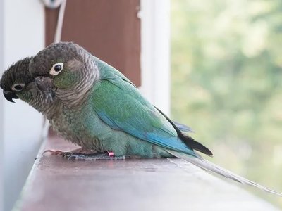 Blue Sided | Turquoise Conure