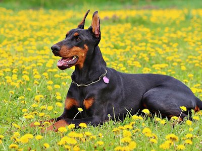 Doberman Pinscher Puppy