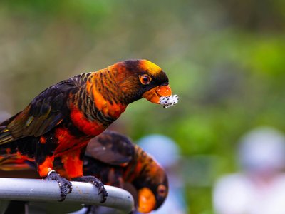 Dusky Lorikeet