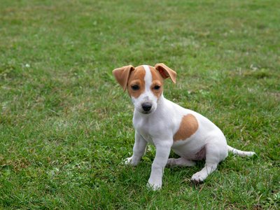 Jack Russell Terrier Puppy
