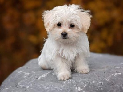 Maltese Puppy | White