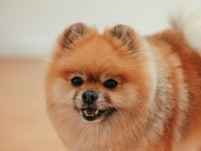 Culture Pom Puppy | Orange Color