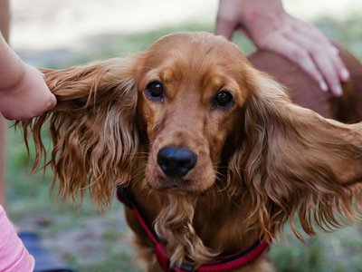 Cocker Spaniel Puppy | Chocolate Brown Color