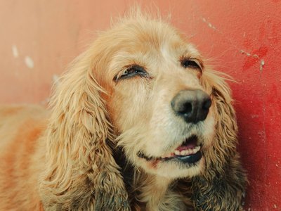 Cocker Spaniel Puppy | Brown Color