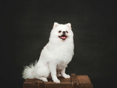 Culture Pom Puppy | White Color