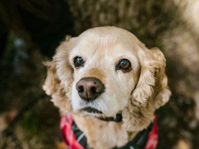 Cocker Spaniel Puppy | Golden Color