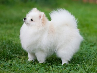 Pomeranian Puppy