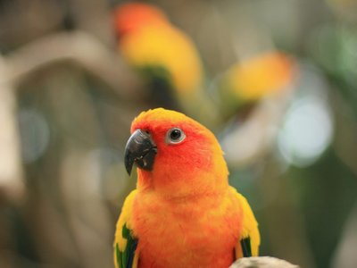 Sun Cheek Conure