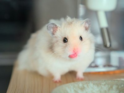 Syrian Hamster Babies